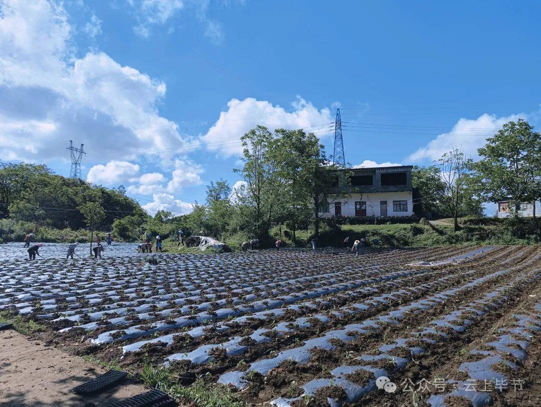 果娘村最新项目，乡村振兴的新篇章